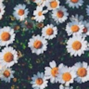 Meet your Posher, Mallory